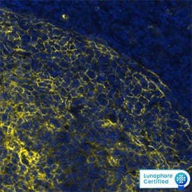 CD11b/Integrin alpha M Antibody was detected in immersion fixed paraffin-embedded sections of human tonsil using Mouse Anti-Human CD11b/Integrin alpha M Monoclonal Antibody (Catalog # MAB16992) at 15ug/mL at 37 ° Celsius for 4 minutes. Before incubation with the primary antibody, tissue underwent an all-in-one dewaxing and antigen retrieval preprocessing using PreTreatment Module (PT Module) and Dewax and HIER Buffer H (pH 9; Epredia Catalog # TA-999-DHBH). Tissue was stained using the Alexa Fluor™ 647 Goat anti-Mouse IgG Secondary Antibody at 1:200 at 37 ° Celsius for 2 minutes. (Yellow; Lunaphore Catalog # DR647MS) and counterstained with DAPI (blue; Lunaphore Catalog # DR100). Specific staining was localized to the membrane. Protocol available in COMET™ Panel Builder.