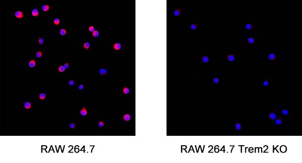 <b>Genetic Strategies Validation. </b>Triggering Receptor Expressed on Myeloid Cells 2 (TREM2) was detected in immersion fixed RAW 264.7 mouse monocyte/macrophage cell line but is not detected in TREM2 knockout (KO) RAW 264.7 Mouse Cell Line cell line using Rat Anti-Human/Mouse TREM2 Monoclonal Antibody (Catalog # MAB17291) at 5 &micro;g/mL for 3 hours at room temperature. Cells were stained using the NorthernLights&trade; 557-conjugated Anti-Rat IgG Secondary Antibody (red; NL013) and counterstained with DAPI (blue). Specific staining was localized to cytoplasm.Staining was performed using our Fluorescent ICC Staining of Cells on Coverslips.