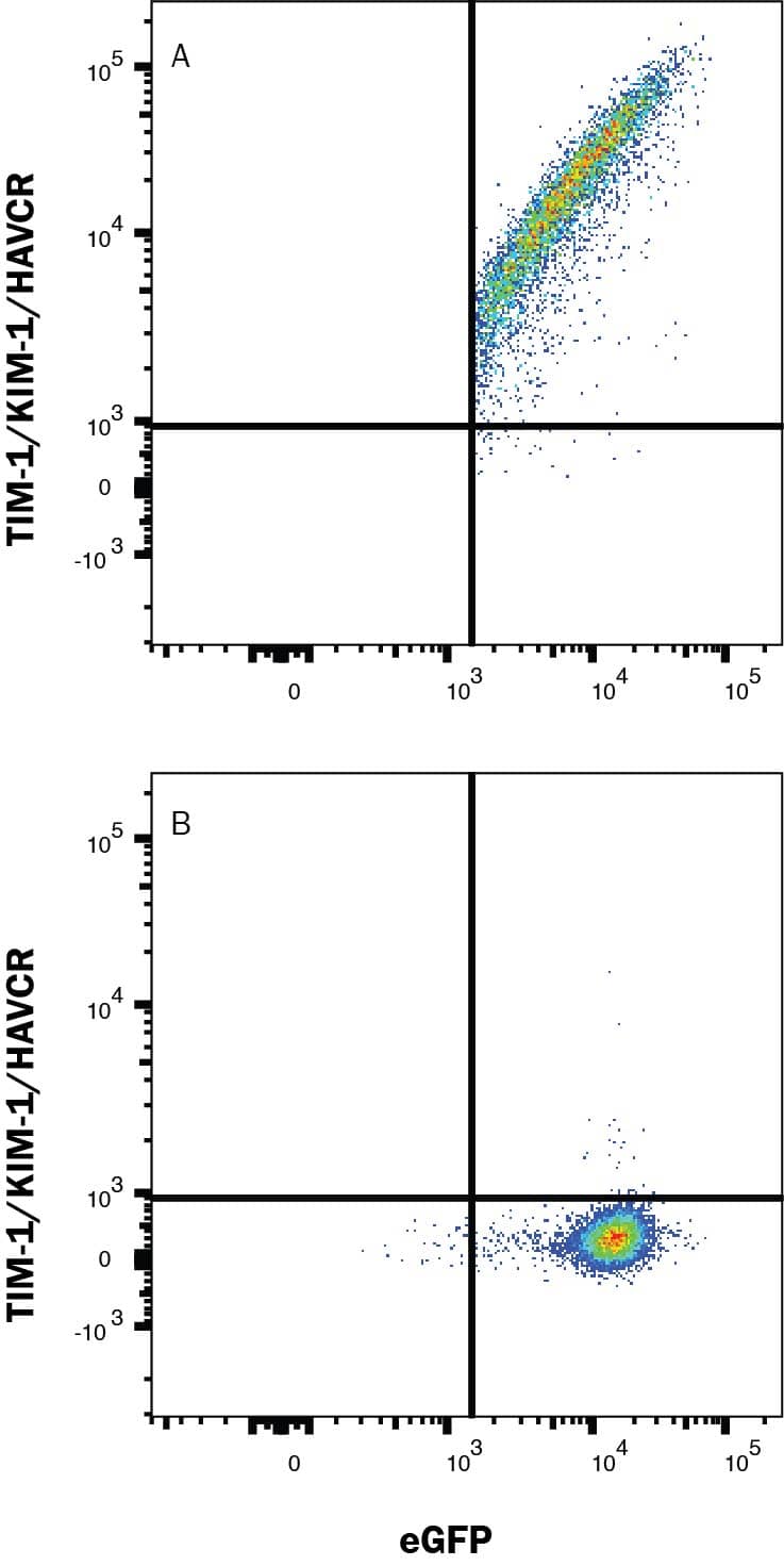 HEK293 human embryonic kidney cell line transfected with (A) human TIM-1/KIM-1/HAVCR or (B) irrelevant protein, and eGFP was stained with Rabbit Anti-Human TIM-1/KIM-1/HAVCR Monoclonal Antibody (Catalog # MAB17504) followed by Allophycocyanin-conjugated Anti-Rabbit IgG Secondary Antibody (F0111). Quadrant markers were set based on control antibody staining (MAB1050). Staining was performed using our Staining Membrane-associated Proteins protocol.