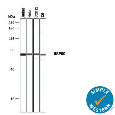 Simple Western lane view shows lysates of Jurkat human acute T cell leukemia cell line, HeLa human cervical epithelial carcinoma cell line, C2C12 mouse myoblast cell line, and C6 rat glioma cell line, loaded at 0.2 mg/mL. A specific band was detected for HSP60 at approximately 60 kDa (as indicated) using 1 µg/mL of Mouse Anti-Human/Mouse/Rat HSP60 Monoclonal Antibody (Catalog # MAB1800) . This experiment was conducted under reducing conditions and using the 12-230 kDa separation system.
