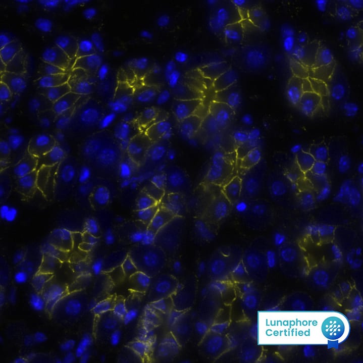 Cadherin Antibody was detected in immersion fixed paraffin-embedded sections of Mouse Stomach using Mouse Anti-Human/Mouse E-Cadherin, Monoclonal Antibody (Catalog #MAB18385) at 15ug/mL at 37 ° Celsius for 4 minutes. Before incubation with the primary antibody, tissue underwent an all-in-one dewaxing and antigen retrieval preprocessing using PreTreatment Module (PT Module) and Dewax and HIER Buffer H (pH 9; Epredia Catalog # TA-999-DHBH). Tissue was stained using the Alexa Fluor™ 647 Goat anti-Mouse IgG Secondary Antibody at 1:200 at 37 ° Celsius for 2 minutes. (Yellow; Lunaphore Catalog # DR647MS) and counterstained with DAPI (blue; Lunaphore Catalog # DR100). Specific staining was localized to the membrane. Protocol available in COMET™ Panel Builder.​​