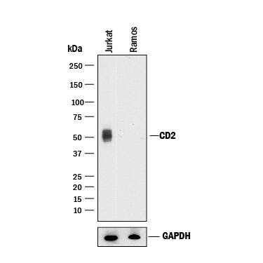 Western blot shows lysates of Jurkat human acute T cell leukemia cell line and Ramos human Burkitt's lymphoma cell line (negative control). PVDF membrane was probed with 2 µg/mL of Mouse Anti-Human CD2 Monoclonal Antibody (Catalog # MAB18562) followed by HRP-conjugated Anti-Mouse IgG Secondary Antibody (HAF018). A specific band was detected for CD2 at approximately 50 kDa (as indicated). GAPDH (MAB5718) is shown as a loading control. This experiment was conducted under reducing conditions and using Western Blot Buffer Group 1.
