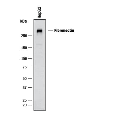 Western blot shows lysates of HepG2 human hepatocellular carcinoma cell line. PVDF membrane was probed with 2 µg/mL of Mouse Anti-Human Fibronectin Monoclonal Antibody (Catalog # MAB19182) followed by HRP-conjugated Anti-Mouse IgG Secondary Antibody (HAF018). A specific band was detected for Fibronectin at approximately 300 kDa (as indicated). This experiment was conducted under reducing conditions and using Western Blot Buffer Group 1.
