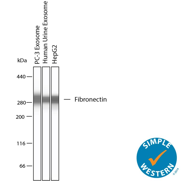 Simple Western shows lysates of Exosome Standards (PC‑3) (NBP2-49856), Exosome Standards (Human Urine) (NBP2-49840) and HepG2 human hepatocellular carcinoma cell line, loaded at 0.5 mg/ml. A specific band was detected for Fibronectin at approximately 290 kDa (as indicated) using 10 µg/mL of Mouse Anti-Human Fibronectin Monoclonal Antibody (Catalog # MAB1918). This experiment was conducted under reducing conditions and using the 66-440kDa separation system.
