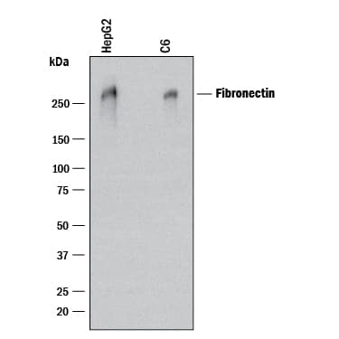 Western blot shows lysates of HepG2 human hepatocellular carcinoma cell line and C6 rat glioma cell line. PVDF membrane was probed with 1 µg/mL of Mouse Anti-Human Fibronectin Monoclonal Antibody (Catalog # MAB1918) followed by HRP-conjugated Anti-Mouse IgG Secondary Antibody (HAF018). A specific band was detected for Fibronectin at approximately 300 kDa (as indicated). This experiment was conducted under reducing conditions and using Western Blot Buffer Group 1.
