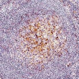 IL‑1 alpha /IL‑1F1 was detected in immersion fixed paraffin-embedded sections of human tonsil using Mouse Anti-Human IL‑1 alpha /IL‑1F1 Monoclonal Antibody (Catalog # MAB2002) at 5 µg/mL for 1 hour at room temperature followed by incubation with the Anti-Mouse IgG VisUCyte™  HRP Polymer Antibody (VC001). Before incubation with the primary antibody, tissue was subjected to heat-induced epitope retrieval using Antigen Retrieval Reagent-Basic (CTS013). Tissue was stained using DAB (brown) and counterstained with hematoxylin (blue).  Specific staining was localized to cytoplasm in lymphocytes. Staining was performed using our protocol for IHC Staining with VisUCyte HRP Polymer Detection Reagents.
