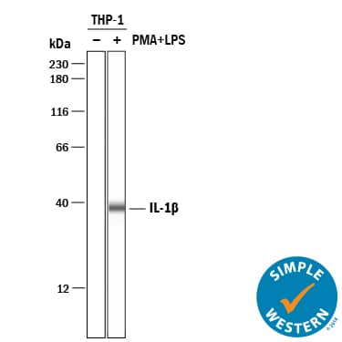 <b>Biological Strategies Validation. </b>Simple Western lane view shows lysates of THP‑1 human acute monocytic leukemia cell line untreated (-) or treated (+) with 200 nm PMA and 10 ug/ml LPS for 24 hrs and 3 hrs, respectively, loaded at 0.2 mg/mL. A specific band was detected for IL‑1 beta /IL‑1F2 at approximately 38 kDa (as indicated) using 10 µg/mL of Mouse Anti-Human IL‑1 beta /IL‑1F2 Monoclonal Antibody (Catalog # MAB201) . This experiment was conducted under reducing conditions and using the 12-230 kDa separation system.