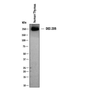 Western blot shows lysates of human thymus. PVDF membrane was probed with 2 µg/mL of Mouse Anti-Human DEC‑205/CD205 Monoclonal Antibody (Catalog # MAB20471) followed by HRP-conjugated Anti-Mouse IgG Secondary Antibody (HAF007). A specific band was detected for DEC‑205/CD205 at approximately 250 kDa (as indicated). This experiment was conducted under non-reducing conditions and using Western Blot Buffer Group 1.