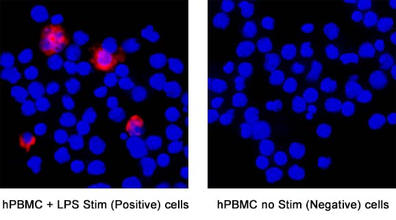 IL‑6 was detected in immersion fixed Human PBMCs stimulated with LPS (positive control) and absent in untreated human PBMCs (negative control) using Mouse Anti-Human IL‑6 Monoclonal Antibody (Catalog # MAB2061) at 3 µg/mL for 3 hours at room temperature. Cells were stained using the NorthernLights™ 557-conjugated Anti-Mouse IgG Secondary Antibody (red; Catalog # NL007) and counterstained with DAPI (blue). Specific staining was localized to cytoplasm. View our protocol for Fluorescent ICC Staining of Non-adherent Cells.