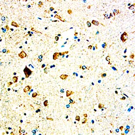 Immunohistochemistry GASP-1/WFIKKN2 Antibody (288518) [Unconjugated]