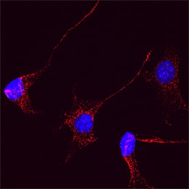 JNK1/JNK2 was detected in immersion fixed C2C12 mouse myoblast cell line using Mouse Anti-Human/Mouse/Rat JNK1/JNK2 Monoclonal Antibody (Catalog # MAB2076) at 25 &micro;g/mL for 3 hours at room temperature. Cells were stained using the NorthernLights&trade; 557-conjugated Anti-Mouse IgG Secondary Antibody (red; NL007) and counterstained with DAPI (blue). Specific staining was localized to cytoplasm. Staining was performed using our protocol for Fluorescent ICC Staining of Non-adherent Cells.