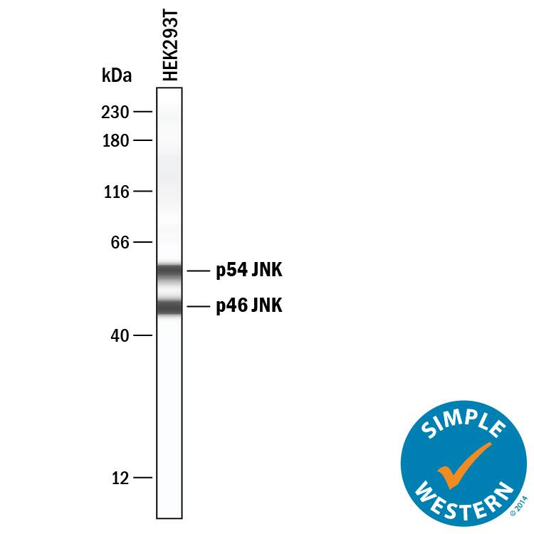 Simple Western lane view shows lysates of HEK293T human embryonic kidney cell line, loaded at 0.2 mg/mL. Specific bands were detected for JNK1/JNK2 at approximately 48 and 58 kDa (as indicated) using 10 µg/mL of Mouse Anti-Human/Mouse/Rat JNK1/JNK2 Monoclonal Antibody (Catalog # MAB2076) . This experiment was conducted under reducing conditions and using the 12-230 kDa separation system.