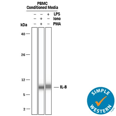 Simple Western lane view shows PBMC conditioned media untreated (-) or treated (+) with 2 µg/mL LPS for 24 hours, 200 ng/mL PMA for 24 hours, and 10 µg/mL ionomycin for 3 hours, loaded at 0.2 mg/mL. A specific band was detected for IL-8/CXCL8 at approximately 9 kDa (as indicated) using 50 µg/mL of Mouse Anti-Human IL-8/CXCL8 Monoclonal Antibody (Catalog # MAB2083) . This experiment was conducted under reducing conditions and using the 2-40 kDa separation system.