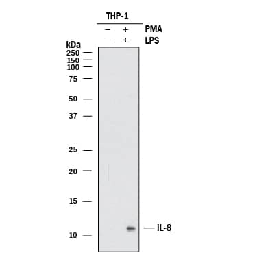 Western blot shows lysates of THP‑1 human acute monocytic leukemia cell line untreated (-) or treated (+) with 200 nM PMA for 24 hours and 10 µg/mL LPS for 3 hours. PVDF membrane was probed with 3 µg/mL of Mouse Anti-Human IL-8/CXCL8 Monoclonal Antibody (Catalog # MAB2083) followed by HRP-conjugated Anti-Mouse IgG Secondary Antibody (HAF018). A specific band was detected for IL-8/CXCL8 at approximately 11 kDa (as indicated). This experiment was conducted under reducing conditions and using Western Blot Buffer Group 1.