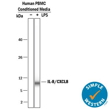 Simple Western lane view shows human PBMC conditioned media untreated (-) or treated (+) with 1 μg/mL LPS for 24 hrs, loaded at 0.2 mg/mL. A specific band was detected for IL-8/CXCL8 at approximately 8 kDa (as indicated) using 50 µg/mL of Mouse Anti-Human IL-8/CXCL8 Monoclonal Antibody (Catalog # MAB208) . This experiment was conducted under reducing conditions and using the 2-40 kDa separation system.