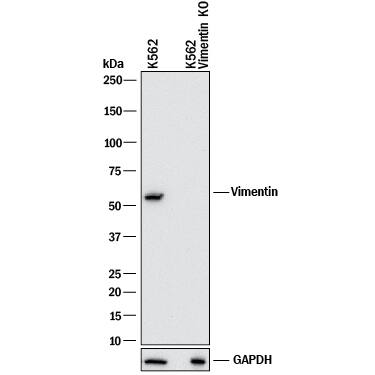<b>Genetic Strategies Validation. </b>Western blot shows lysates of K562 human chronic myelogenous leukemia parental cell line and Vimentin knockout K562 cell line (KO). PVDF membrane was probed with 2 µg/mL of Rat Anti-Human/Mouse/Rat Vimentin Monoclonal Antibody (Catalog # MAB2105) followed by HRP-conjugated Anti-Goat IgG Secondary Antibody (HAF017). A specific band was detected for Vimentin at approximately 55 kDa (as indicated) in the parental K562 cell line, but is not detectable in knockout K562 cell line. GAPDH (MAB5718) is shown as a loading control. This experiment was conducted under reducing conditions and using Western Blot Buffer Group 1.