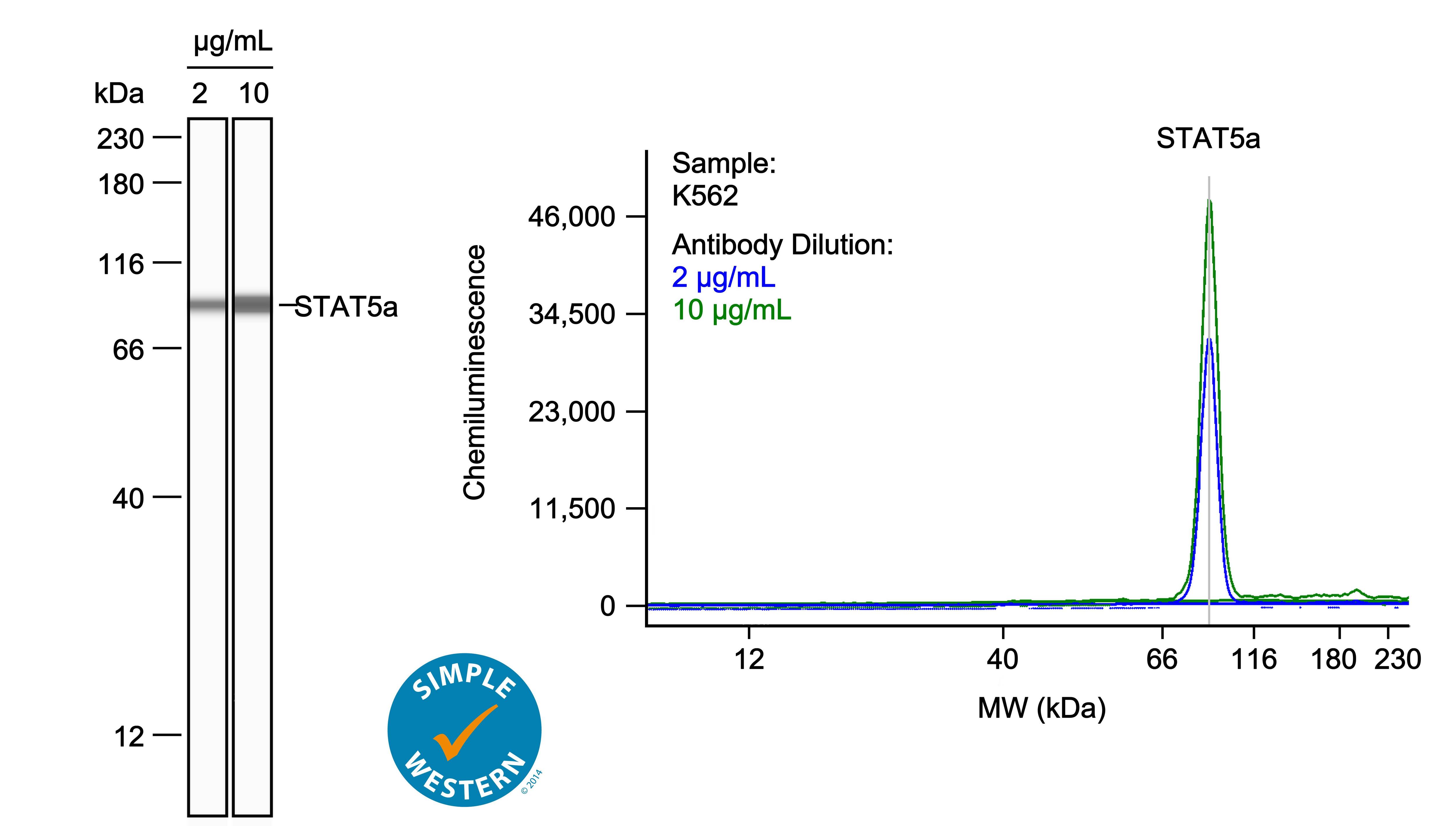 Left: Simple Western lane view shows lysates of K562 human chronic myelogenous leukemia cell line, loaded at 1 mg/ml. A specific band was detected for STAT5a at approximately 91 kDa (as indicated) using both 2 µg/ml and 10 µg/ml of Mouse Anti-Human/Mouse STAT5a Monoclonal Antibody (Catalog # MAB2174) followed by HRP-conjugated Goat Anti-Mouse Secondary Antibody (Catalog # 042-205). This experiment was conducted under reducing conditions and using the 12-230kDa separation system. Right: Simple Western electropherogram showing the same Mouse Anti-Human/Mouse STAT5a Monoclonal Antibody (Catalog # MAB2174) tested at 2 µg/ml (blue line) and 10 µg/ml (green line) in the K562 human chronic myelogenous leukemia cell line.