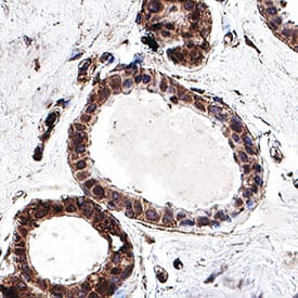 Immunohistochemistry BRCA2 Antibody (234403) [Unconjugated]