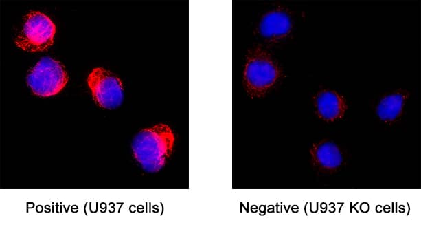 <b>Genetic Strategies Validation. </b>GFAP was detected in immersion fixed U937 human histiocytic lymphoma cell line but is not detected in GFAP knockout (KO) U937 Human cell line using Mouse Anti-Human GFAP Monoclonal Antibody (Catalog # MAB2594) at 8 &micro;g/mL for 3 hours at room temperature. Cells were stained using the NorthernLights&trade; 557-conjugated Anti-Mouse IgG Secondary Antibody (red; NL007) and counterstained with DAPI (blue). Specific staining was localized to cytoplasm. Staining was performed using our protocol for Fluorescent ICC Staining of Non-adherent Cells.