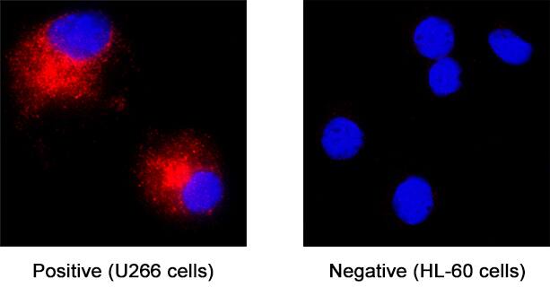 Immunocytochemistry CCL3/CCL4 Antibody (93321) [Unconjugated]