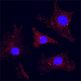 Nestin was detected in immersion fixed C2C12 mouse myoblast cell line using Mouse Anti-Mouse/Rat Nestin Monoclonal Antibody (Catalog # MAB2736) at 25 &micro;g/mL for 3 hours at room temperature. Cells were stained using the NorthernLights&trade; 557-conjugated Anti-Mouse IgG Secondary Antibody (red; NL007) and counterstained with DAPI (blue). Specific staining was localized to cytoplasm. Staining was performed using our protocol for Fluorescent ICC Staining of Non-adherent Cells.