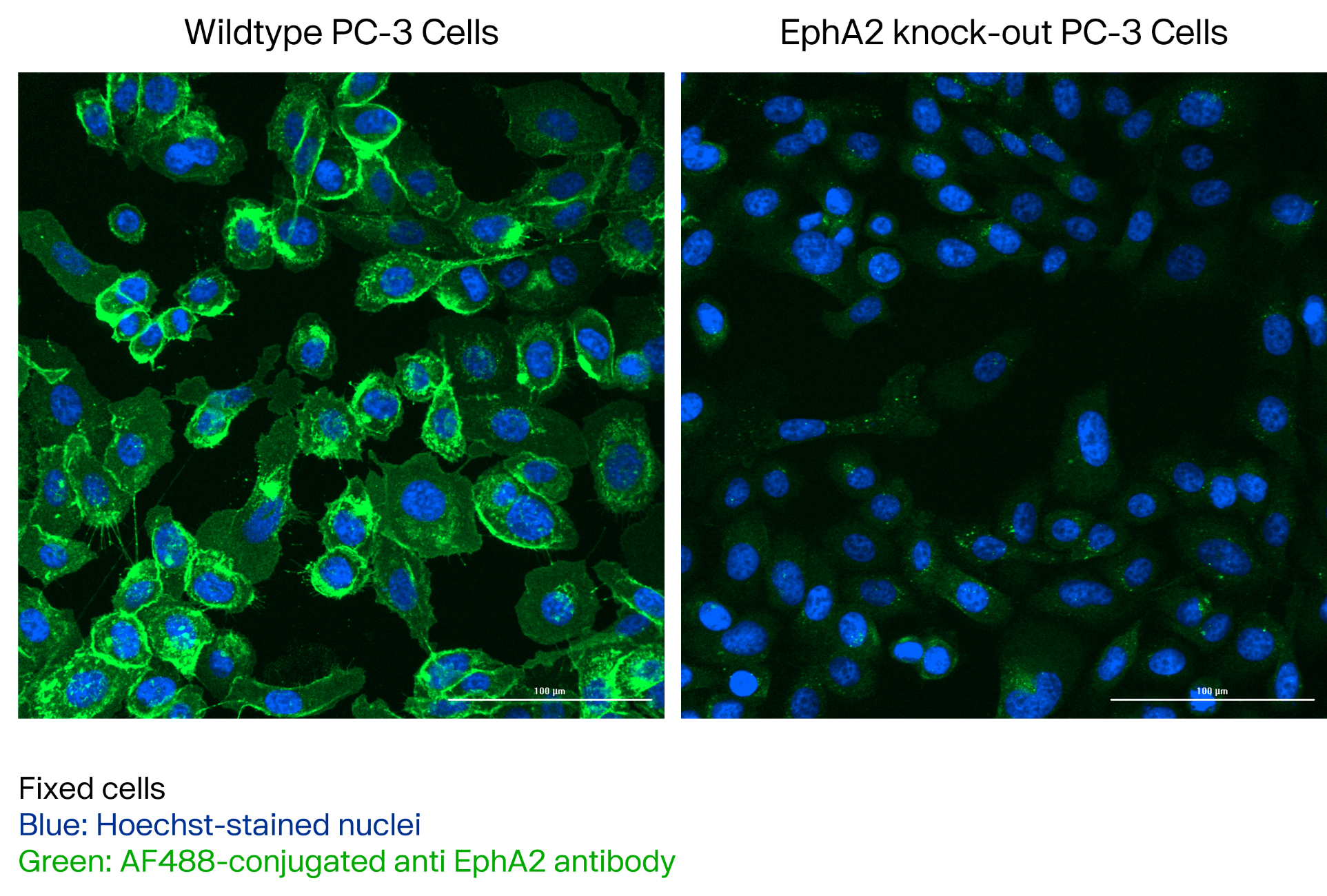 Fixed PC-3 cell stained with MAB3035 and detected with a secondary anti-mouse AlexaFluor488-conjugated antibody. Left: wildtype PC-3 cells (EphA2 expressing); right: PC-3 cells EphA2 Knock-out. Image from a verified customer review.