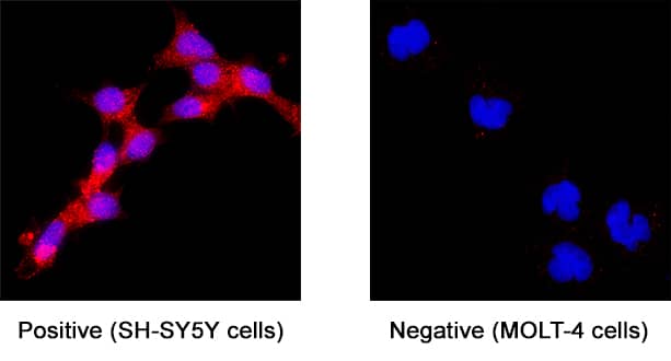 APLP‑1 was detected in immersion fixed SH‑SY5Y human neuroblastoma cell line (positive staining) and MOLT‑4 human acute lymphoblastic leukemia cell line (negative staining) using Mouse Anti-Human APLP‑1 Monoclonal Antibody (Catalog # MAB3129) at 25 µg/mL for 3 hours at room temperature. Cells were stained using the NorthernLights™ 557-conjugated Anti-Mouse IgG Secondary Antibody (red; NL007) and counterstained with DAPI (blue). Specific staining was localized to cytoplasm. Staining was performed using our protocol for Fluorescent ICC Staining of Non-adherent Cells.