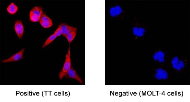 APLP‑1 was detected in immersion fixed TT human medullary thyroid cancer cell line (positive staining) and MOLT‑4 human acute lymphoblastic leukemia cell line (negative staining) using Mouse Anti-Human APLP‑1 Monoclonal Antibody (Catalog # MAB3129) at 25 µg/mL for 3 hours at room temperature. Cells were stained using the NorthernLights™ 557-conjugated Anti-Mouse IgG Secondary Antibody (red; NL007) and counterstained with DAPI (blue). Specific staining was localized to cytoplasm. Staining was performed using our protocol for Fluorescent ICC Staining of Non-adherent Cells.