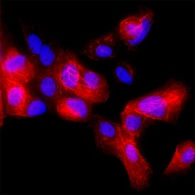 Cytokeratin 14 was detected in immersion fixed A431 human epithelial carcinoma cell line using Mouse Anti-Human Cytokeratin 14 Monoclonal Antibody (Catalog # MAB3164) at 10 &micro;g/mL for 3 hours at room temperature. Cells were stained using the NorthernLights&trade; 557-conjugated Anti-Mouse IgG Secondary Antibody (red; NL007)  and counterstained with DAPI (blue). Specific staining was localized to cytoplasm. Staining was performed using our protocol for Fluorescent ICC Staining of Non-adherent Cells.