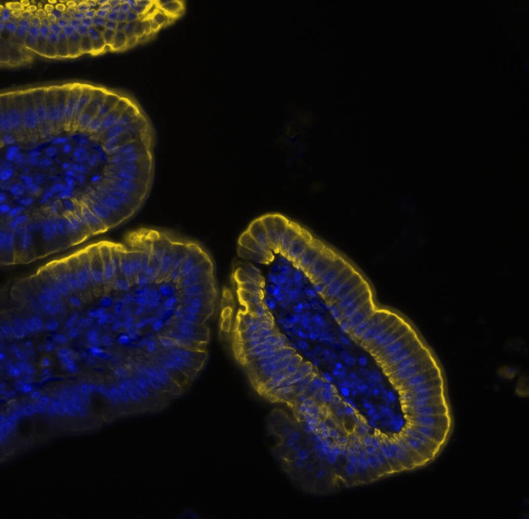 Keratin-8 was detected in immersion fixed paraffin-embedded sections of mouse intestine using Mouse Anti-Mouse Keratin-8, Monoclonal Antibody (Catalog #MAB3165) at 25ug/mL at 37 ° Celsius for 4 minutes. Before incubation with the primary antibody, tissue underwent an all-in-one dewaxing and antigen retrieval preprocessing using PreTreatment Module (PT Module) and Dewax and HIER Buffer H (pH 9; Epredia Catalog # TA-999-DHBH). Tissue was stained using the Alexa Fluor™ 647 Goat anti-Mouse IgG Secondary Antibody at 1:200 at 37 ° Celsius for 2 minutes. (Yellow; Lunaphore Catalog # DR647MS) and counterstained with DAPI (blue; Lunaphore Catalog # DR100). Specific staining was localized to the cytoplasm. Protocol available in COMET™ Panel Builder.
