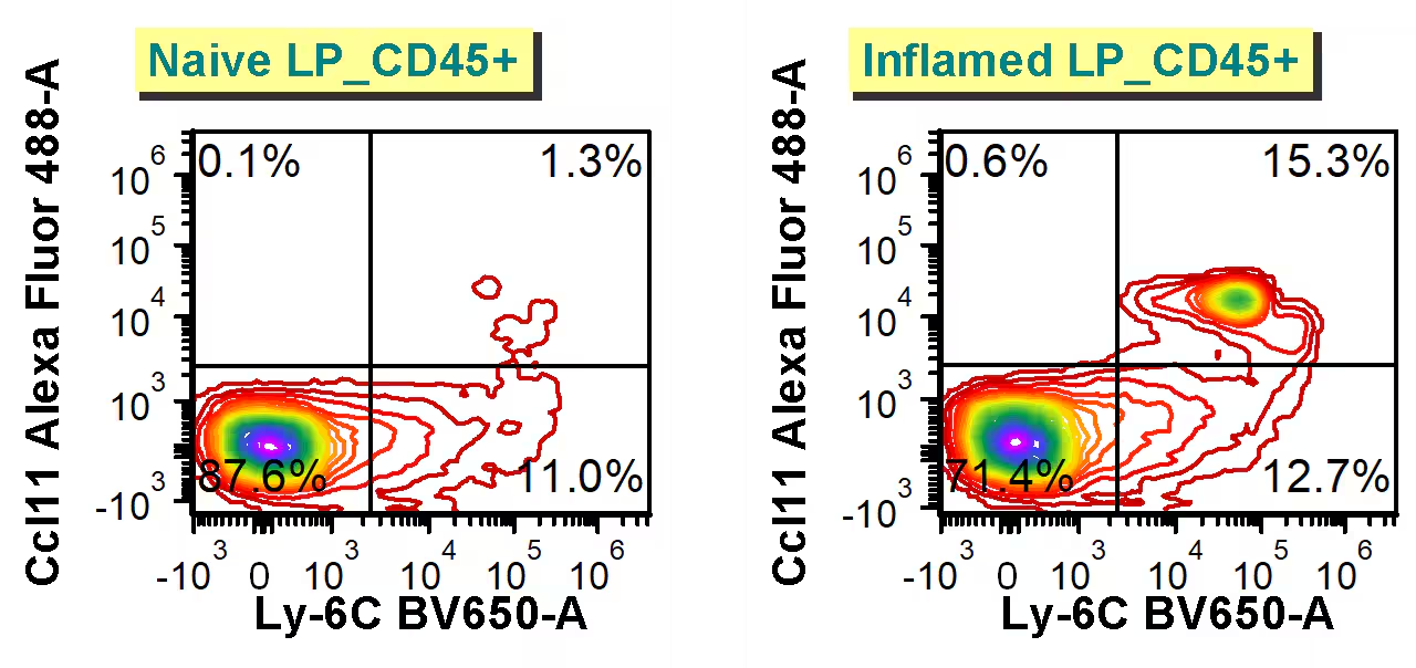 Lamina propria cells from naive vs inflamed mouse colons were stained intracellularly (Fixation/Permeabilization Kit) with CCL11/Eotaxin antibody (Catalog # IC3201G) and run on a spectral analyzer. Primary antibody dilution used: 1/400 in perm buffer; RT; 30min. Image from a verified customer review.