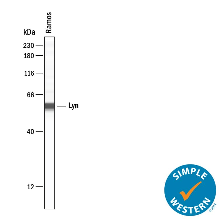 Simple Western lane view shows lysates of Ramos human Burkitt's lymphoma cell line, loaded at 0.2 mg/mL. A specific band was detected for Lyn at approximately 58 kDa (as indicated) using 5 µg/mL of Mouse Anti-Human/Rat Lyn Monoclonal Antibody (Catalog # MAB3206) . This experiment was conducted under reducing conditions and using the 12-230 kDa separation system.