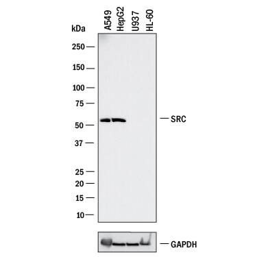 Western blot shows lysates of A549 human lung carcinoma cell line, HepG2 human hepatocellular carcinoma cell line, U937 human histiocytic lymphoma cell line (negative control), and HL‑60 human acute promyelocytic leukemia cell line (negative control). PVDF membrane was probed with 1 µg/mL of Mouse Anti-Human/Mouse/Rat Src Monoclonal Antibody (Catalog # MAB3389) followed by HRP-conjugated Anti-Mouse IgG Secondary Antibody (HAF018). A specific band was detected for Src at approximately 60 kDa (as indicated). GAPDH (Catalog # MAB5718) is shown as a loading control. This experiment was conducted under reducing conditions and using Western Blot Buffer Group 1.