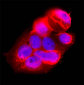 Peroxiredoxin 1 was detected in immersion fixed MCF‑7 human breast cancer cell line using Mouse Anti-Human Peroxiredoxin 1 Monoclonal Antibody (Catalog # MAB3488) at 3 &micro;g/mL for 3 hours at room temperature. Cells were stained using the NorthernLights&trade; 557-conjugated Anti-Mouse IgG Secondary Antibody (red; NL007) and counterstained with DAPI (blue). Specific staining was localized to cytoplasm. Staining was performed using our protocol for Fluorescent ICC Staining of Non-adherent Cells.