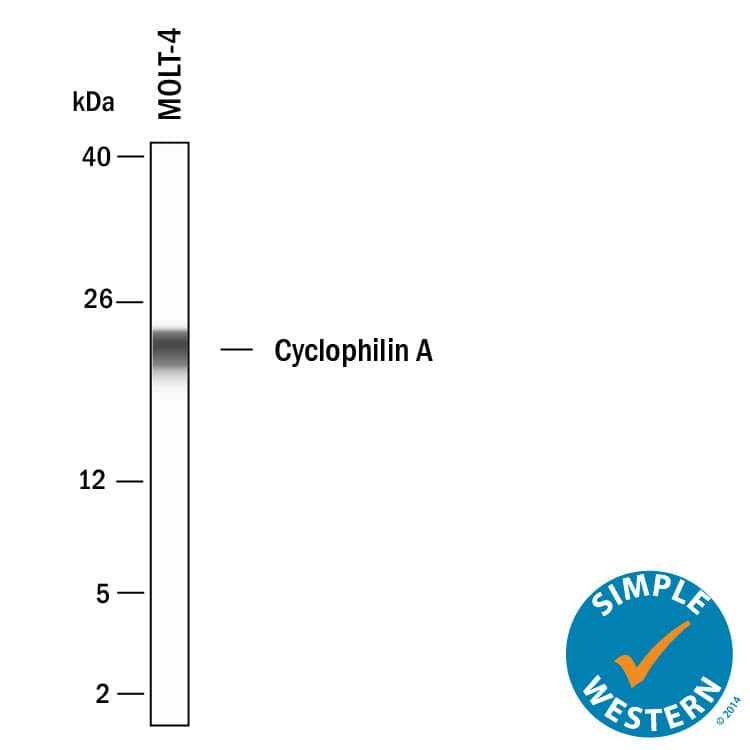 Simple Western shows lysates of MOLT‑4 human acute lymphoblastic leukemia cell line, loaded at 0.5 mg/ml. A specific band was detected for Cyclophilin A at approximately 22 kDa (as indicated) using 10 µg/mL of Rat Anti-Human Cyclophilin A Monoclonal Antibody (Catalog # MAB3589). This experiment was conducted under reducing conditions and using the 2-40kDa separation system.