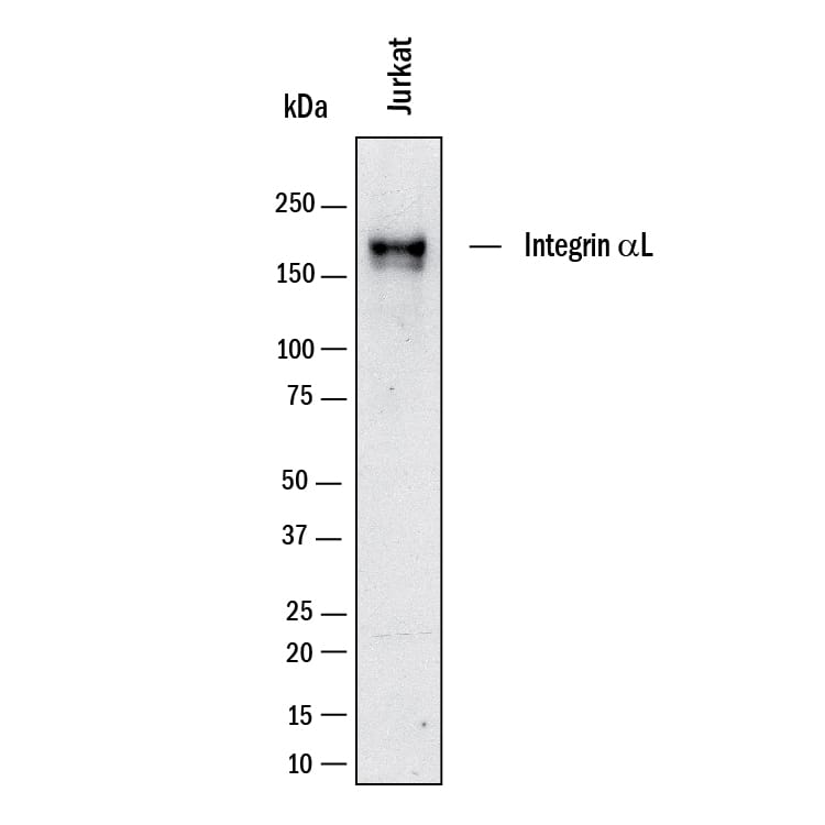 Western blot shows lysates of Jurkat Human Acute T Cell Leukemia Cells. PVDF membrane was probed with 2 µg/mL of Mouse Anti-Human Integrin  alpha L/CD11a Monoclonal Antibody (Catalog # MAB35952) followed by HRP-conjugated Anti-Mouse IgG Secondary Antibody (Catalog # HAF018). A specific band was detected for Integrin  alpha L/CD11a at approximately 160 kDa (as indicated). This experiment was conducted under reducing conditions and using Western Blot Buffer Group 1.