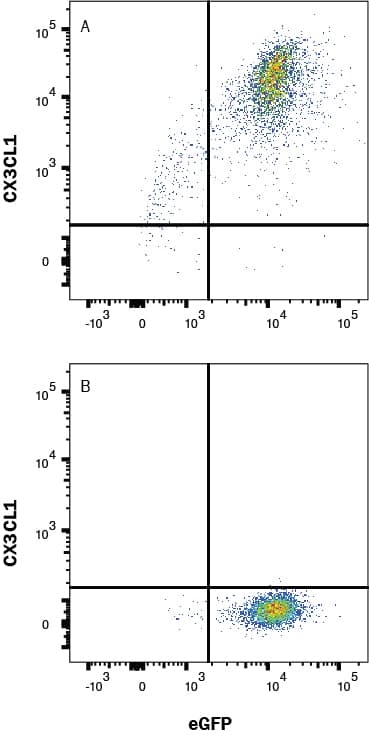 HEK293 cells transfected with hCX3CL1 (A) vs Irrelevant HEK293 transfectant cells (B) were stained with Mouse Anti-Human CX3CL1/Fractalkine Chemokine Domain Monoclonal Antibody (Catalog # MAB3652) followed by Allophycocyanin-conjugated Anti-Mouse IgG Secondary Antibody (Catalog # F0101B). View our protocol for Staining Membrane-associated Proteins. 