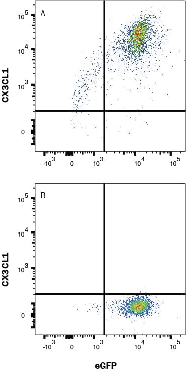 HEK293 cells transfected with hCX3CL1 (A) vs Irrelevant HEK293 transfectant cells (B) were stained with Mouse Anti-Human CX3CL1/Fractalkine Chemokine Domain Monoclonal Antibody (Catalog # MAB365) followed by Allophycocyanin-conjugated Anti-Mouse IgG Secondary Antibody (Catalog # F0101B). View our protocol for Staining Membrane-associated Proteins. 