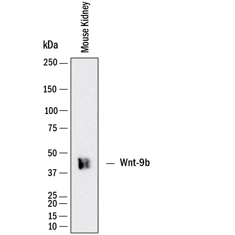 Western Blot shows lysates of mouse kidney tissue. PVDF membrane was probed with 5 µg/ml of Rat Anti-Human/Mouse Wnt‑9b Monoclonal Antibody (Catalog # MAB3669) followed by HRP-conjugated Anti-Rat IgG Secondary Antibody (Catalog # HAF005). A specific band was detected for Wnt‑9b at approximately 40 kDa (as indicated).  This experiment was conducted under reducing conditions and using Western Blot Buffer Group 1.