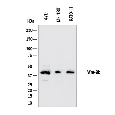 Western Blot Wnt-9b Antibody (406612) [Unconjugated]