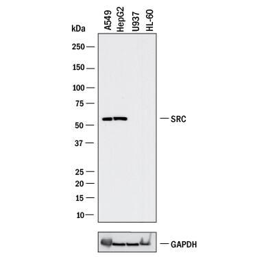Western blot shows lysates of A549 human lung carcinoma cell line, HepG2 human hepatocellular carcinoma cell line, U937 human histiocytic lymphoma cell line (negative control), and HL‑60 human acute promyelocytic leukemia cell line (negative control). PVDF membrane was probed with 2 µg/mL of Mouse Anti-Human Src Monoclonal Antibody (Catalog # MAB3807) followed by HRP-conjugated Anti-Mouse IgG Secondary Antibody (HAF018). A specific band was detected for Src at approximately 60 kDa (as indicated). GAPDH (MAB5718) is shown as a loading control. This experiment was conducted under reducing conditions and using Western Blot Buffer Group 1.