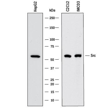 Western blot shows lysates of HepG2 human hepatocellular carcinoma cell line, C2C12 mouse myoblast cell line, and mIMCD‑3 mouse epithelial cell line. PVDF membrane was probed with 2 µg/mL of Mouse Anti-Human Src Monoclonal Antibody (Catalog # MAB3807) followed by HRP-conjugated Anti-Mouse IgG Secondary Antibody (HAF018). A specific band was detected for Src at approximately 60 kDa (as indicated). This experiment was conducted under reducing conditions and using Western Blot Buffer Group 1.