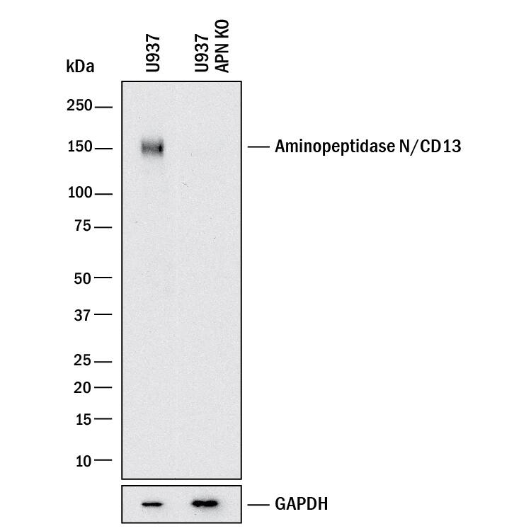 <b>Genetic Strategies Validation. </b>Western blot shows lysates of U937 human histiocytic lymphoma cell line and human APN knockout U937 human histiocytic lymphoma cell line (KO). PVDF membrane was probed with 2 µg/mL of Mouse Anti-Human Aminopeptidase N/CD13 Monoclonal Antibody (Catalog # MAB38151) followed by HRP-conjugated Anti-Mouse IgG Secondary Antibody (HAF018). A specific band was detected for Aminopeptidase N/CD13 at approximately 150 kDa (as indicated) in the parental U937 human histiocytic lymphoma cell line, but is not detectable in knockout U937 human histiocytic lymphoma cell line. GAPDH (MAB5718) is shown as a loading control. This experiment was conducted under reducing conditions and using Western Blot Buffer Group 1.