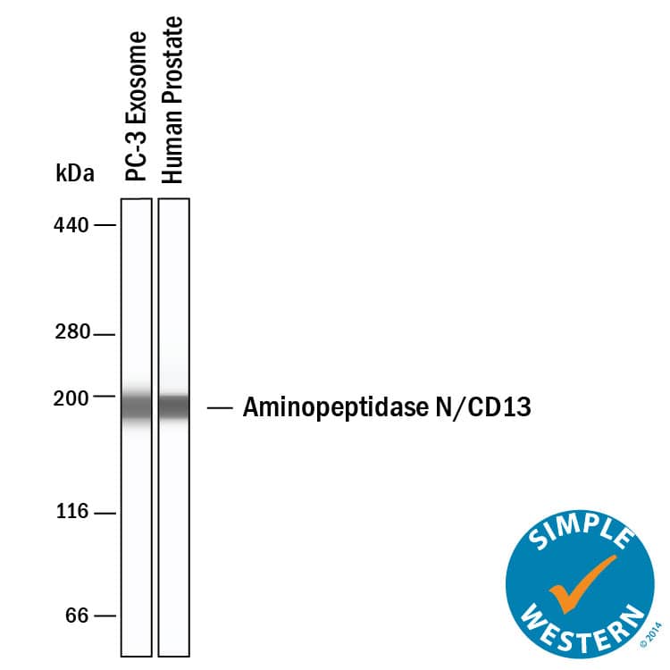 Simple Western shows lysates of Exosome Standards (PC‑3) (NBP2-49856) and human prostate tissue, loaded at 0.5 mg/ml. A specific band was detected for Aminopeptidase N/CD13 at approximately 192 kDa (as indicated) using 20 µg/mL of Mouse Anti-Human Aminopeptidase N/CD13 Monoclonal Antibody (Catalog # MAB38151). This experiment was conducted under reducing conditions and using the 66-440kDa separation system.