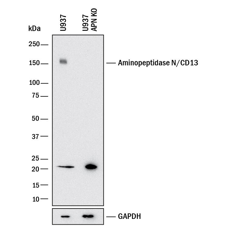 <b>Genetic Strategies Validation. </b>Western blot shows lysates of U937 human histiocytic lymphoma cell line and human APN knockout U937 human histiocytic lymphoma cell line (KO). PVDF membrane was probed with 2 µg/mL of Mouse Anti-Human Aminopeptidase N/CD13 Monoclonal Antibody (Catalog # MAB3815) followed by HRP-conjugated Anti-Mouse IgG Secondary Antibody (HAF018). A specific band was detected for Aminopeptidase N/CD13 at approximately 150 kDa (as indicated) in the parental U937 human histiocytic lymphoma cell line, but is not detectable in knockout U937 human histiocytic lymphoma cell line. GAPDH (MAB5718) is shown as a loading control. This experiment was conducted under reducing conditions and using Western Blot Buffer Group 1.