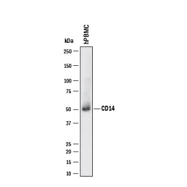 Western blot shows lysates of human peripheral blood mononuclear cells (PBMC). PVDF membrane was probed with 2 µg/mL of Mouse Anti-Human CD14 Monoclonal Antibody (Catalog # MAB3832) followed by HRP-conjugated Anti-Mouse IgG Secondary Antibody (HAF018). A specific band was detected for CD14 at approximately 55 kDa (as indicated). This experiment was conducted under non-reducing conditions and using Western Blot Buffer Group 1.