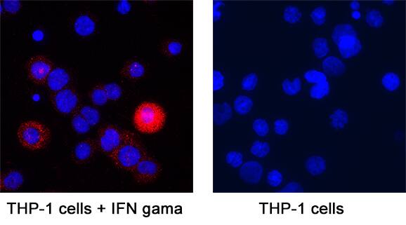 <b>Biological Strategies Validation. </b>CXCL9/MIG was detected in immersion fixed THP‑1 human acute monocytic leukemia cell line treated with IFN gamma (positive staining) and THP‑1 human acute monocytic leukemia cell line (untreated; negative staining) using Mouse Anti-Human CXCL9/MIG Monoclonal Antibody (Catalog # MAB392) at 25 &micro;g/mL for 3 hours at room temperature. Cells were stained using the NorthernLights&trade; 557-conjugated Anti-Mouse IgG Secondary Antibody (red; NL007) and counterstained with DAPI (blue). Specific staining was localized to cytoplasm. Staining was performed using our protocol for Fluorescent ICC Staining of Non-adherent Cells.