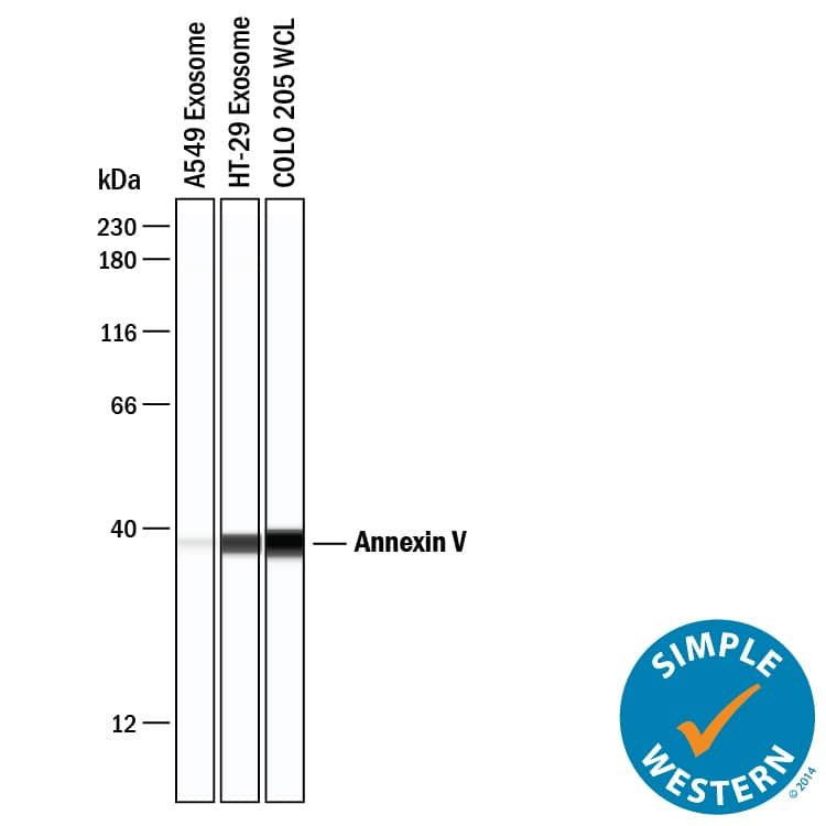 Simple Western lane view shows lysates of A549 human lung carcinoma cell line exosomes, HT‑29 human colon adenocarcinoma cell line exosomes, and COLO 205 human colorectal adenocarcinoma cell line whole cell lysate (WCL), loaded at 0.2 mg/mL. A specific band was detected for Annexin V at approximately 38 kDa (as indicated) using 50 µg/mL of Mouse Anti-Human Annexin V Monoclonal Antibody (Catalog # MAB3991) . This experiment was conducted under reducing conditions and using the 12-230 kDa separation system.