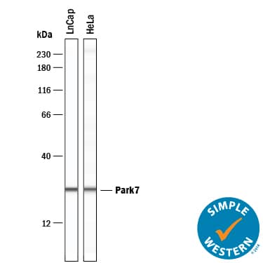 Simple Western lane view shows lysates of LNCaP human prostate cancer cell line and HeLa human cervical epithelial carcinoma cell line, loaded at 0.2 mg/mL. A specific band was detected for Park7/DJ‑1 at approximately 26 kDa (as indicated) using 25 µg/mL of Rat Anti-Human Park7/DJ‑1 Monoclonal Antibody (Catalog # MAB3995) . This experiment was conducted under reducing conditions and using the 12-230 kDa separation system.