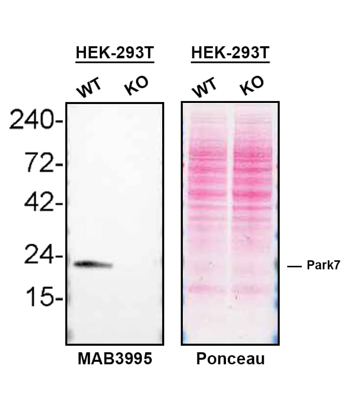 <b>Genetic Strategies Validation. </b>Western blot shows lysates of HEK293T human embryonic kidney parental cell line and Park7/DJ‑1 knockout HEK293T cell line (KO). Nitrocellulose membrane was probed with Rat Anti-Human Park7/DJ‑1 Monoclonal Antibody (Catalog # MAB3995) followed by HRP-conjugated secondary antibody. A specific band was detected for Park7/DJ‑1 at approximately 20 kDa (as indicated) in the parental HEK293T cell line, but is not detectable in knockout HEK293T cell line. Primary antibody dilution used: 0.5µg. The Ponceau stained transfer of the blot is shown. This experiment was conducted under reducing conditions. Image, protocol, and testing courtesy of YCharOS Inc. See ycharos.com for additional details.